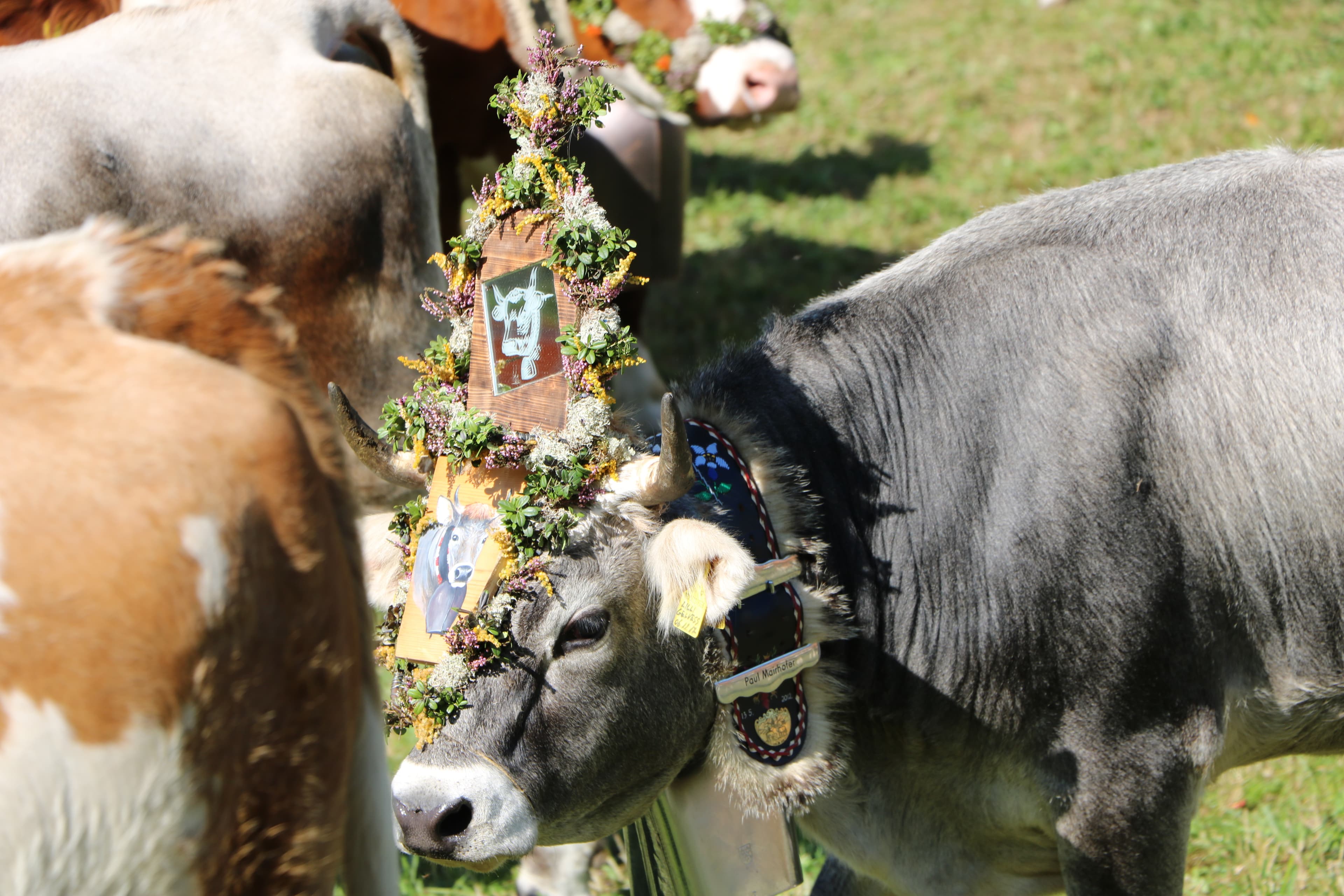 Cover Image for To the sound of ancient traditions
